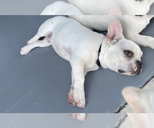 French Bulldog Puppy for Sale in LEESBURG, Florida USA
