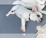 Small Photo #1 French Bulldog Puppy For Sale in LEESBURG, FL, USA