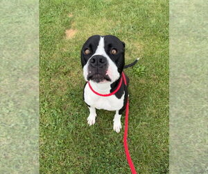 Gator - Male American Staffordshire Terrier-Boxer Mix Dog for Adoption - Photo #2