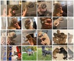 Small Photo #3 Neapolitan Mastiff Puppy For Sale in Dunnville, Ontario, Canada
