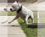 Small Photo #24 Dogo Argentino Puppy For Sale in ARLINGTON, TX, USA