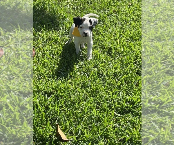 Medium Photo #1 American Bulldog Puppy For Sale in PASADENA, TX, USA