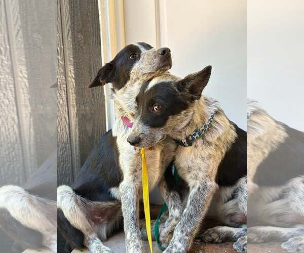 Medium Photo #2 Mutt Puppy For Sale in Paso Robles, CA, USA