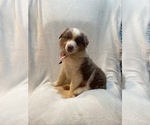 Small #6 Australian Shepherd