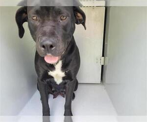 American Pit Bull Terrier-Labrador Retriever Mix Dogs for adoption in Houston, TX, USA