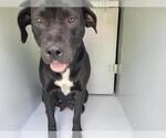 Small American Pit Bull Terrier-Labrador Retriever Mix