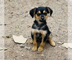 Golden Retriever Dogs for adoption in Winter, WI, USA