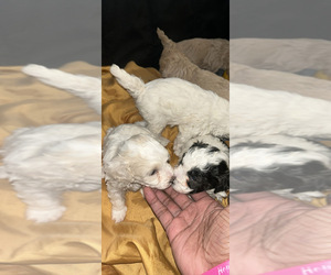Havanese-Poodle (Toy) Mix Puppy for sale in STONE MOUNTAIN, GA, USA