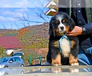 Bernese Mountain Dog Puppy for sale in Dej, Cluj, Romainia