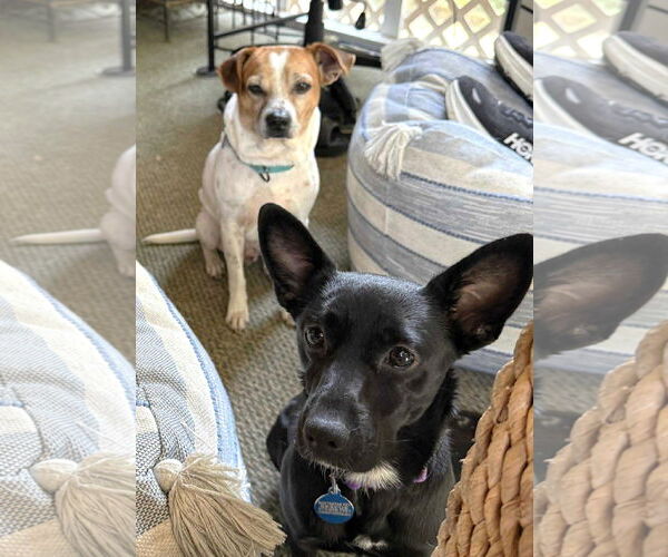Medium Photo #15 Jack-A-Bee Puppy For Sale in Boonton, NJ, USA