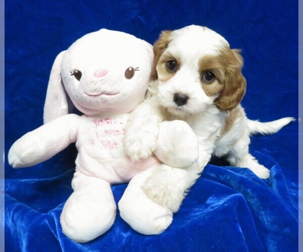 Medium Photo #1 Cavalier King Charles Spaniel Puppy For Sale in NORWOOD, MO, USA