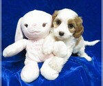 Small Photo #1 Cavalier King Charles Spaniel Puppy For Sale in NORWOOD, MO, USA