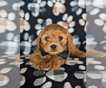 Small #5 Cavapoo