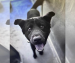 Small #2 Labrador Retriever Mix