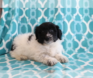 Aussie-Poo Puppy for sale in SHILOH, OH, USA