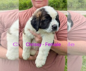 Saint Bernard Puppy for sale in JEFFERSONVILLE, KY, USA
