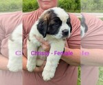 Image preview for Ad Listing. Nickname: Chrissy