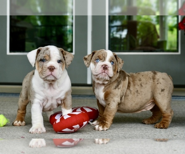 Medium Photo #1 Victorian Bulldogge Puppy For Sale in ANDERSON, MO, USA