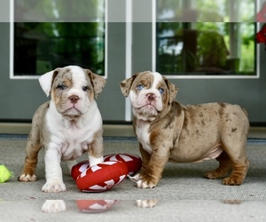 Victorian Bulldogge Puppy for sale in ANDERSON, MO, USA
