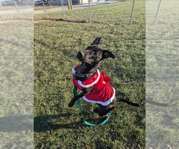 Medium Photo #2 Mutt Puppy For Sale in Richmond, IN, USA