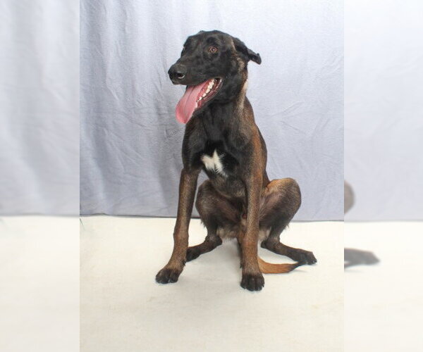 Medium Photo #2 Mutt Puppy For Sale in Burbank, CA, USA
