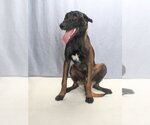 Small #1 Mutt
