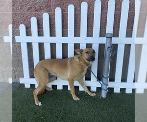 Mutt Dogs for adoption in Modesto, CA, USA