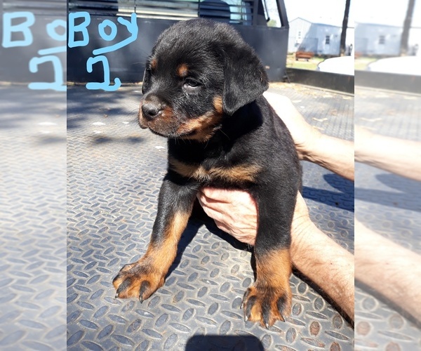 Medium Photo #1 Rottweiler Puppy For Sale in OKTAHA, OK, USA