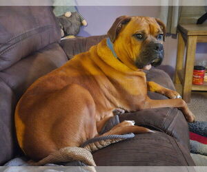 Boxer Dogs for adoption in Burnsville, MN, USA