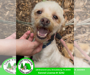 Shih Tzu-Unknown Mix Dogs for adoption in Stroudsburg, PA, USA