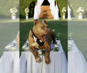 Chopper II - Male Mutt Dog for Adoption - Photo #12