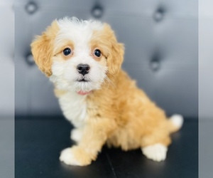 Miniature Bernedoodle-Poodle (Toy) Mix Puppy for sale in CINCINNATI, OH, USA