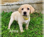 Puppy Alma AKC ENG Labrador Retriever