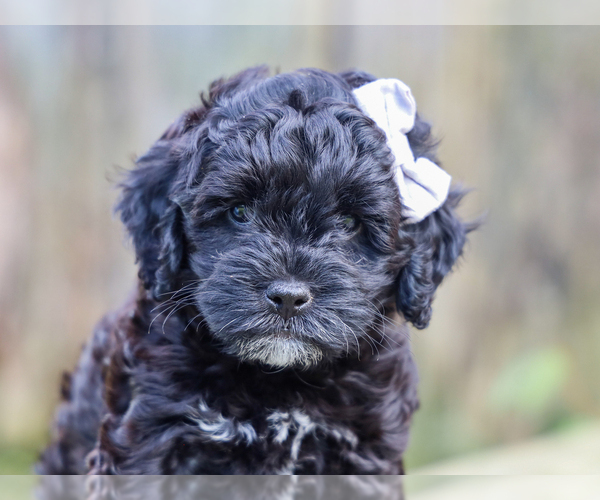 Medium Photo #1 Cocker Spaniel-Poodle (Miniature) Mix Puppy For Sale in LIBERTY, KY, USA