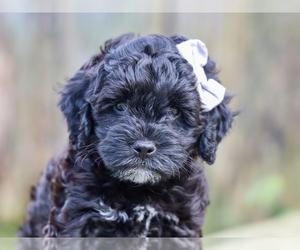 Cocker Spaniel-Poodle (Miniature) Mix Puppy for sale in LIBERTY, KY, USA