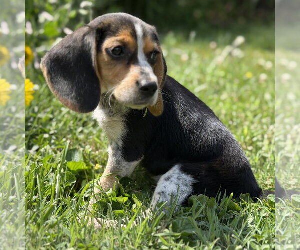 Medium Photo #1 Beagle-Unknown Mix Puppy For Sale in Batavia, OH, USA
