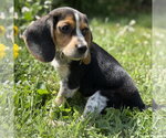Small Beagle Mix