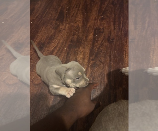 Medium Photo #20 American Bully Puppy For Sale in GLASSPORT, PA, USA