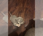 Small #19 American Bully