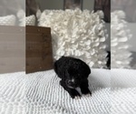 Small #5 Bernedoodle