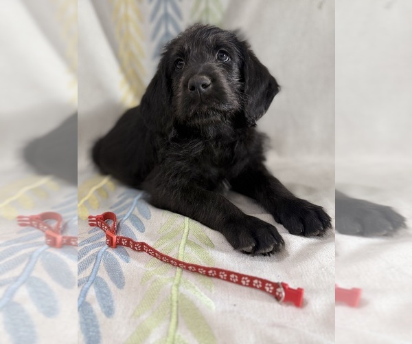 Medium Photo #1 Labradoodle Puppy For Sale in PRESCOTT VALLEY, AZ, USA