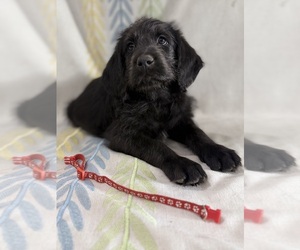 Labradoodle Puppy for sale in PRESCOTT VALLEY, AZ, USA