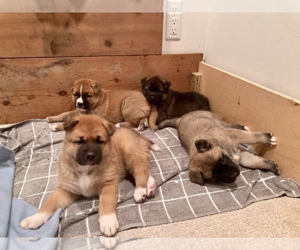 Medium Photo #11 Akita-Siberian Husky Mix Puppy For Sale in ALEXANDRIA, VA, USA