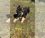 Puppy Yellow Collar German Shepherd Dog