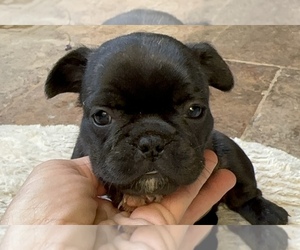 Medium American Bullnese
