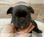 Puppy Ferra American Bullnese