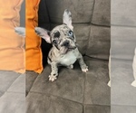 Puppy 2 French Bulldog