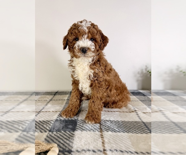 Medium Photo #1 Goldendoodle (Miniature) Puppy For Sale in GREENFIELD, IN, USA