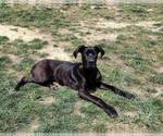 Small #4 Great Dane
