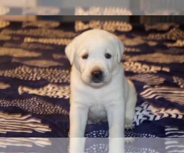 Medium Photo #14 Labrador Retriever Puppy For Sale in HAMPSTEAD, NC, USA